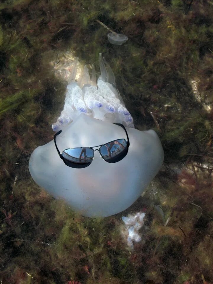 Медуза мем. Мемы про медуз. Приколы медузы. Приколы медузы. Приколы медузы.