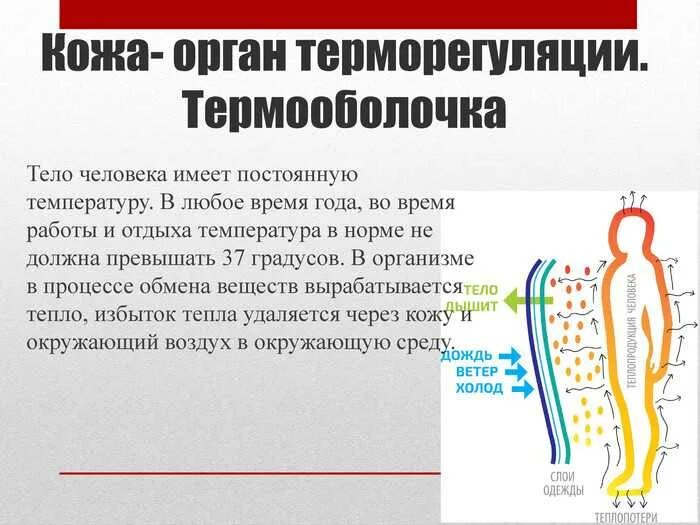 Терморегуляция кожи человека. Кожа орган терморегуляции. Регуляция температуры кожей. Процесс терморегуляции организма.