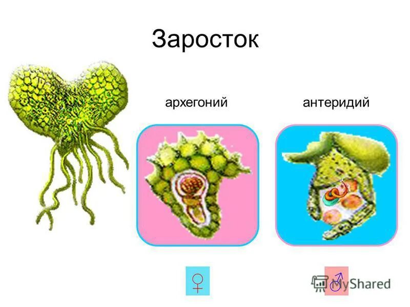 Деление клеток архегония. Заросток архегонии. Архегонии и антеридии. Заросток это антеридии. Архегоний папоротника.