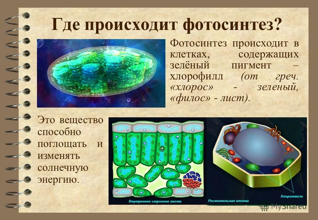 Какая клетка содержит хлорофилл