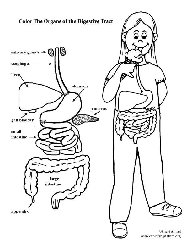 Пищеварительная система 2 класс. Органы пищеварительной системы человека. Digestive system worksheet. Органы пищеварительной системы задания. Задания по теме пищеварение 8 класс биология.