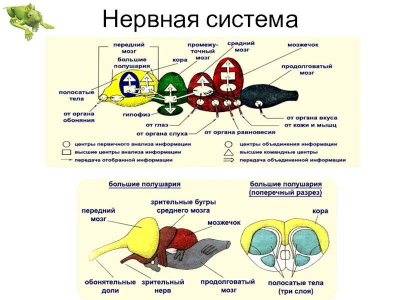 Мозг у рептилий функции. Строение головного мозга рептилий. Строение головного мозга рептилий схема. Нервная система и органы чувств рептилий. Нервная система рептилий схема.