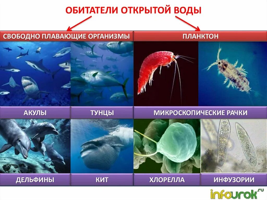 Обитатели воды. Обитатели открытый воды. Обитатели открытой воды в море и океанах. Обитатели зоны открытой воды. Жизнь в морях и океанах 5 класс