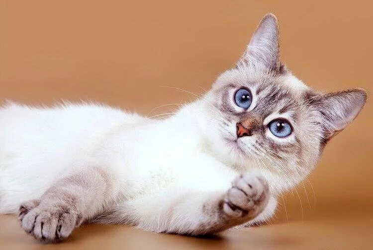 Flame point Siamese Siamese cats, Cats, Cats meow