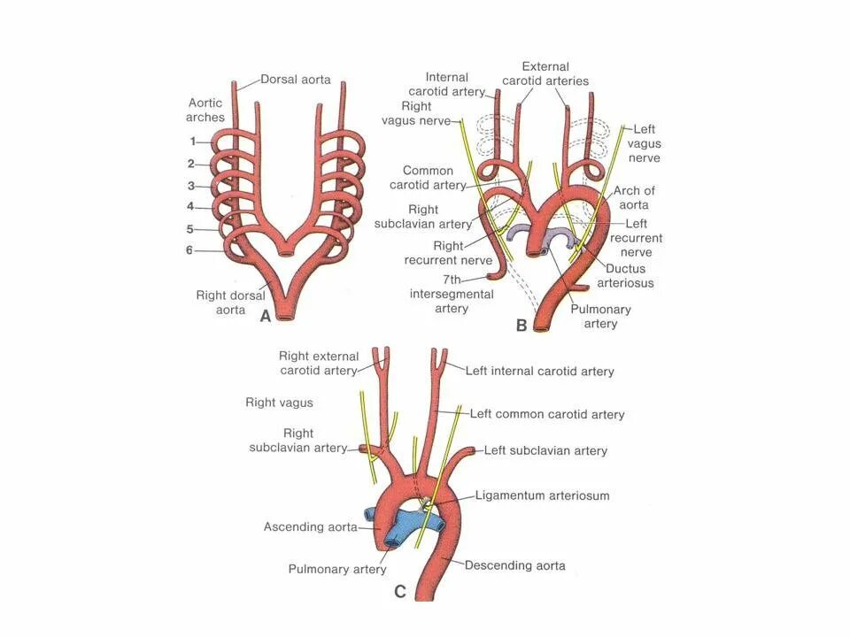 Plexus arteriosus