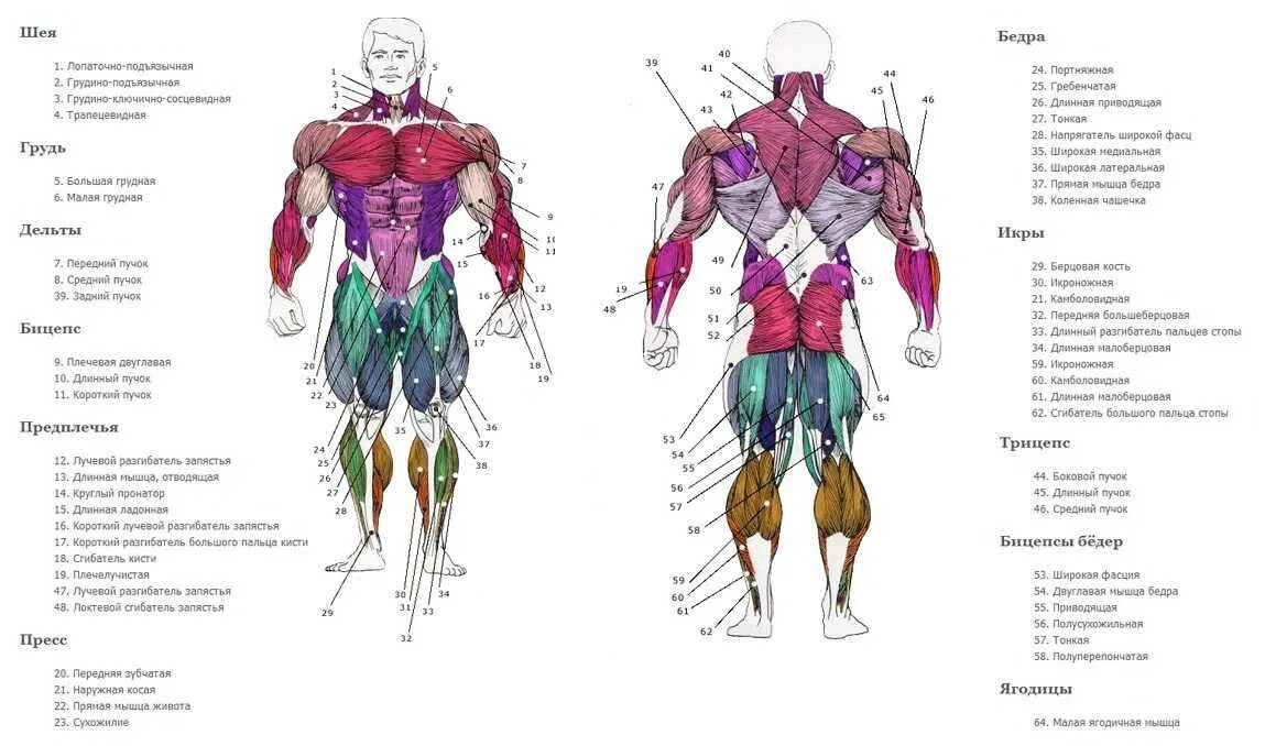 Программа мышцы. Анатомия мышц человека бодибилдинг. Основные мышцы человека для тренировок. Тренировки на группы мышц в тренажерном зале. Тренировка групп мышц по дням в зале.
