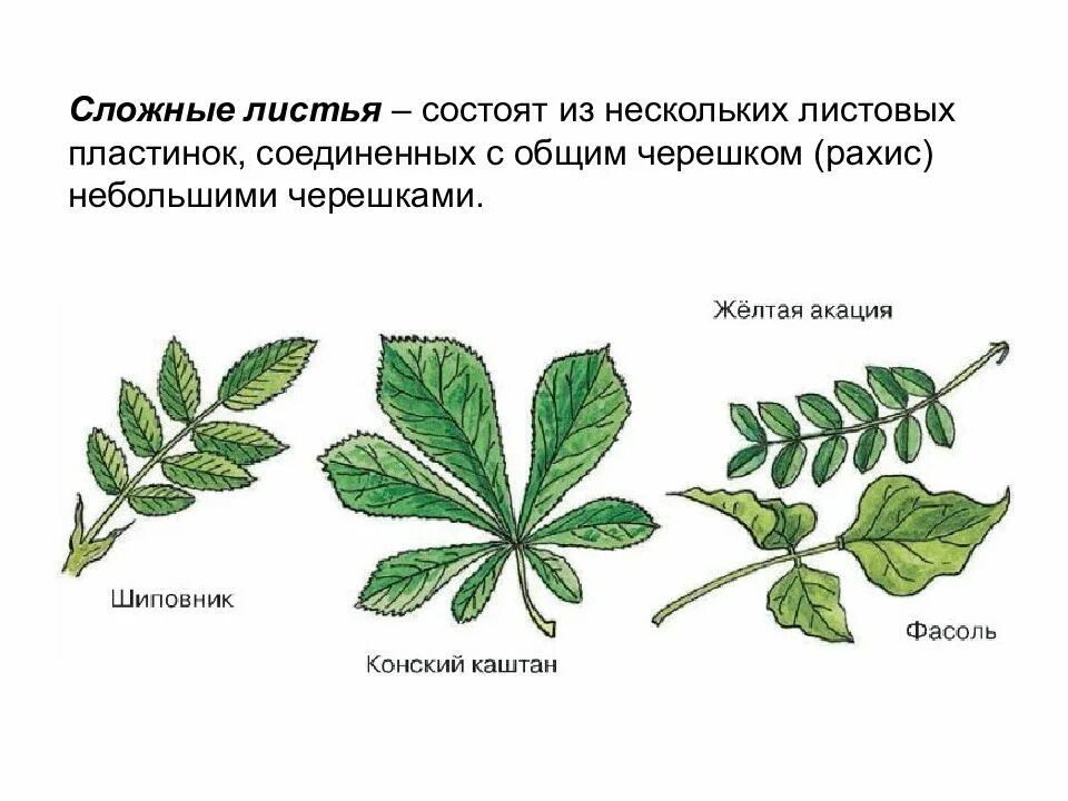 Листорасположение листьев акации. Акация листья листорасположение. Жёлтая Акация жилкование. Жилкование листа желтой акации. Какой лист называют сложным