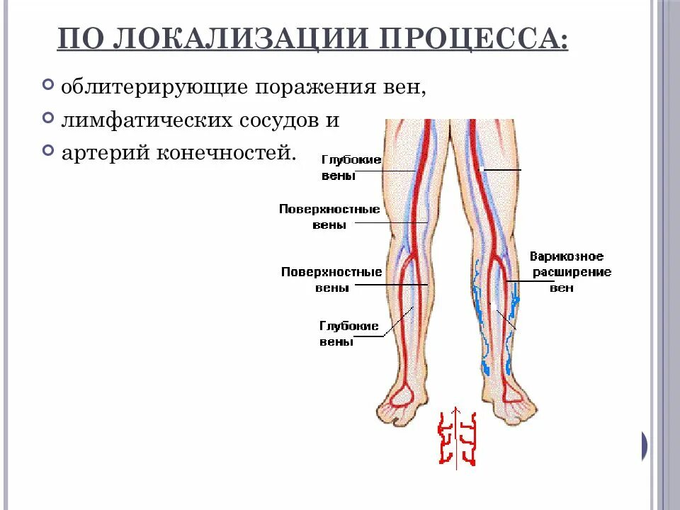 Артериальные сосуды нижних конечностей. Облитерирующие заболевания вен нижних конечностей. Сосуды нижних конечностей анатомия. Артерии нижней конечности.