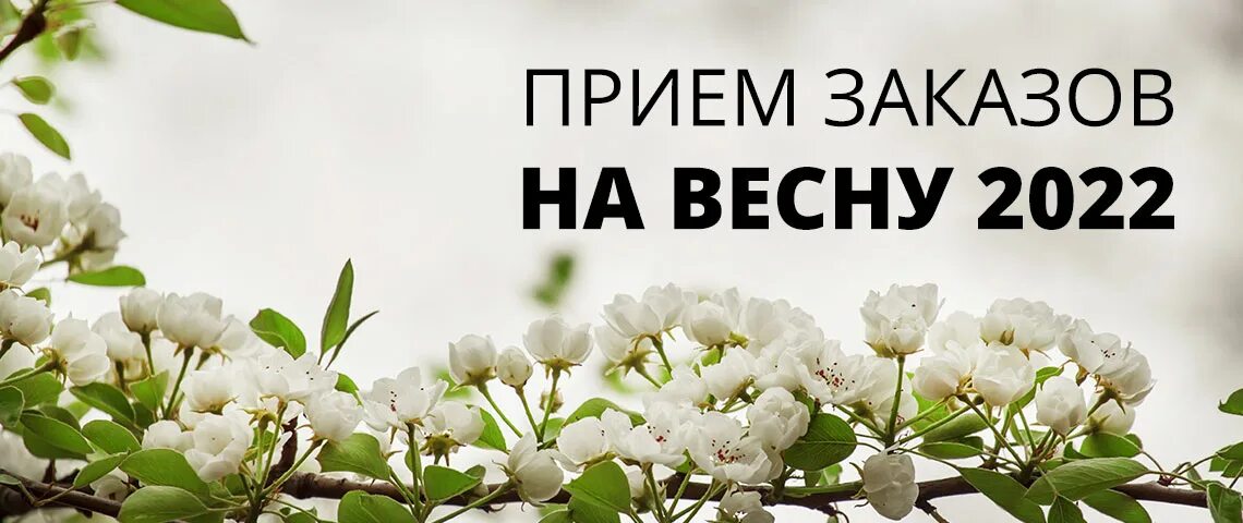 Плантомания интернет магазин саженцев. Златпитомник. Предзаказ на весну 2022.