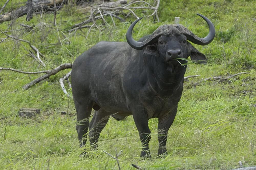 Мир животных буйволы. Африканские Буйволы (Syncerus caffer),. Капский буйвол. Африканский Бизон. Африканский бык Буффало.