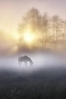 Спят в тумане поля