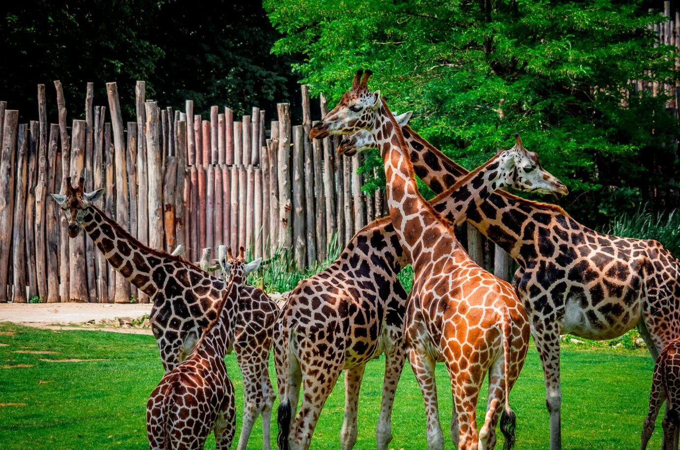 Африканский слон в зоопарке. Зоопарк таллин. Зоопарк больших животных. 5 слонов. Зоопарк больших животных.