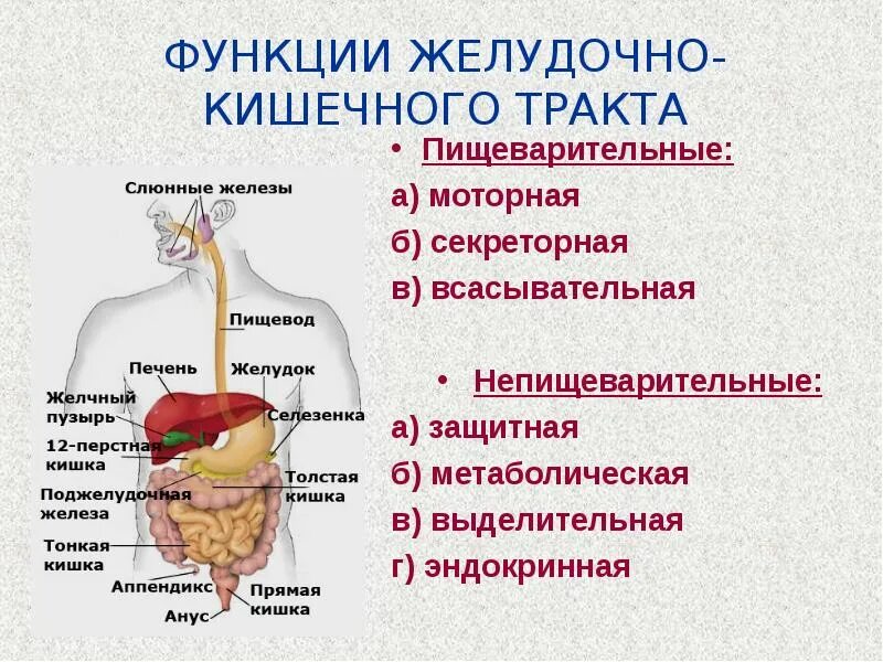 Какие функции выполняет пища. Пищеварительная функция пищеварительной системы человека. система и функции желудочно кишечного тракта. пищеварительные функции желудка физиология. выделительная функция пищеварительной системы.