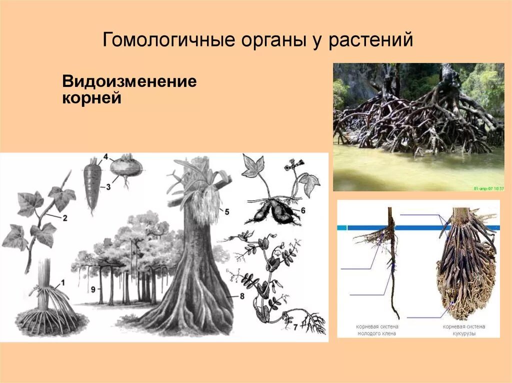 Видоизмененные корни. Гомологические органы у растений.