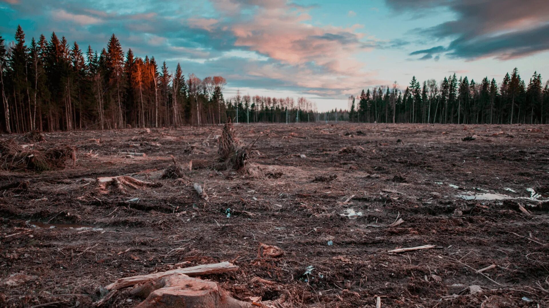 Вырубка лесов на Дальнем востоке. Исчезновение лесов. Вырубленные леса. Экология вырубленный лес.