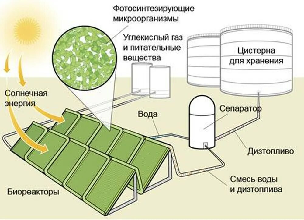 Получение энергии бактериями. Схема технологического производства биодизеля из водорослей. Биодизель из водорослей схема производства. Схема производства биотоплива. Производство биомассы схема.