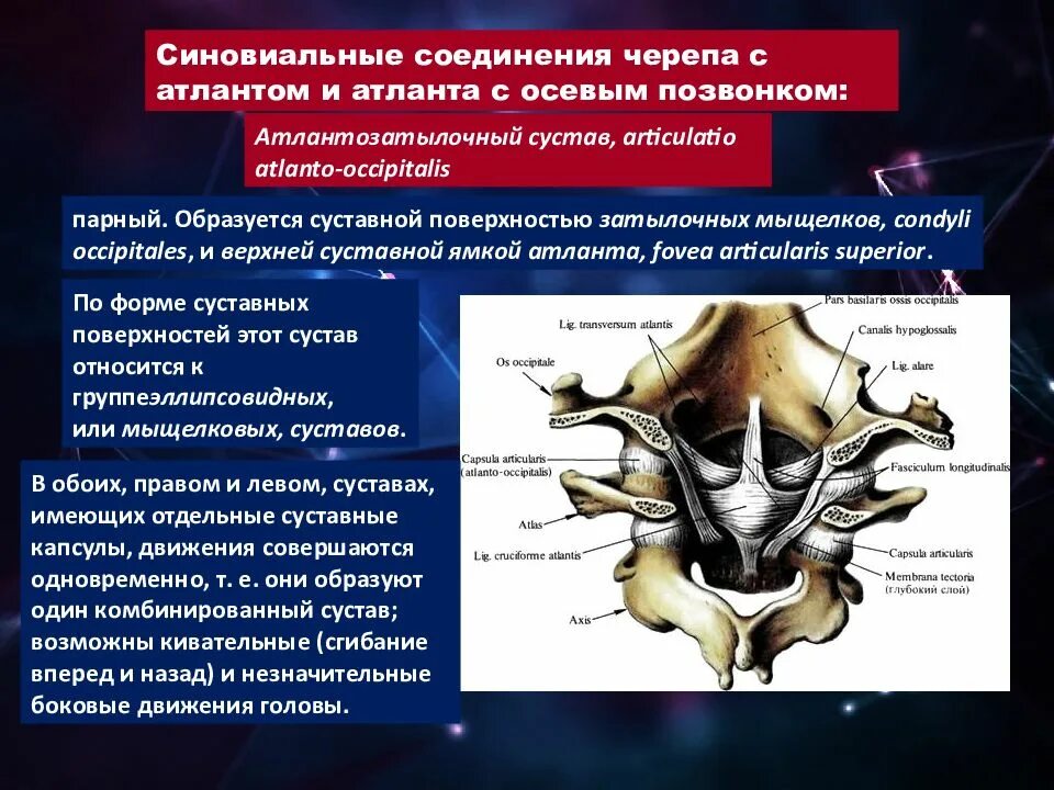 Соединение костей черепа суставы. Сустав атланта и затылочной кости. соединение атланта с затылочной костью. суставные поверхности атланто-затылочного сустава. атлантоосевой сустав функция.