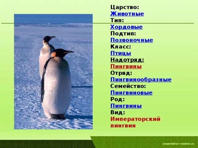Пингвин класс животных