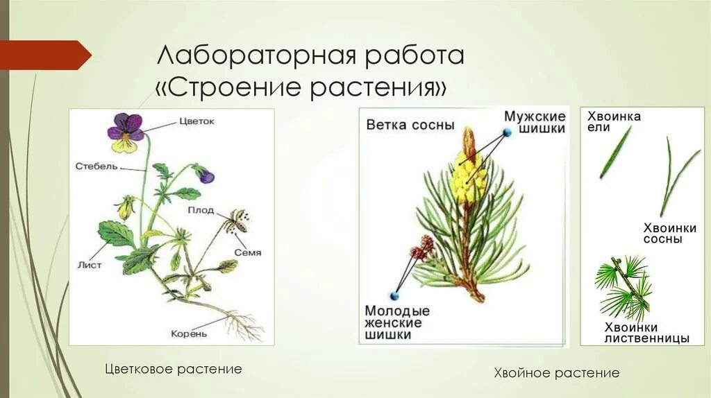 Внешнее строение растений 5 класс. Лабораторная работа строение растения. лабораторная работа строение цветкового растения. внешнее строение цветкового растения лабораторная работа. лабораторная работа изучение строения покрытосеменных растений.