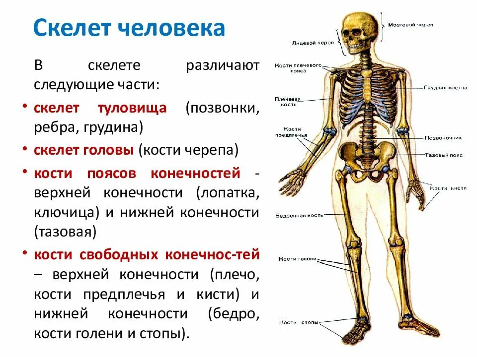 Их в организме человека. Строение костей человека спереди. Биология 8 класс скелет вид спереди. Биология 8 класс скелет человека осевой скелет. Основные части скелета человека биология 8 класс.