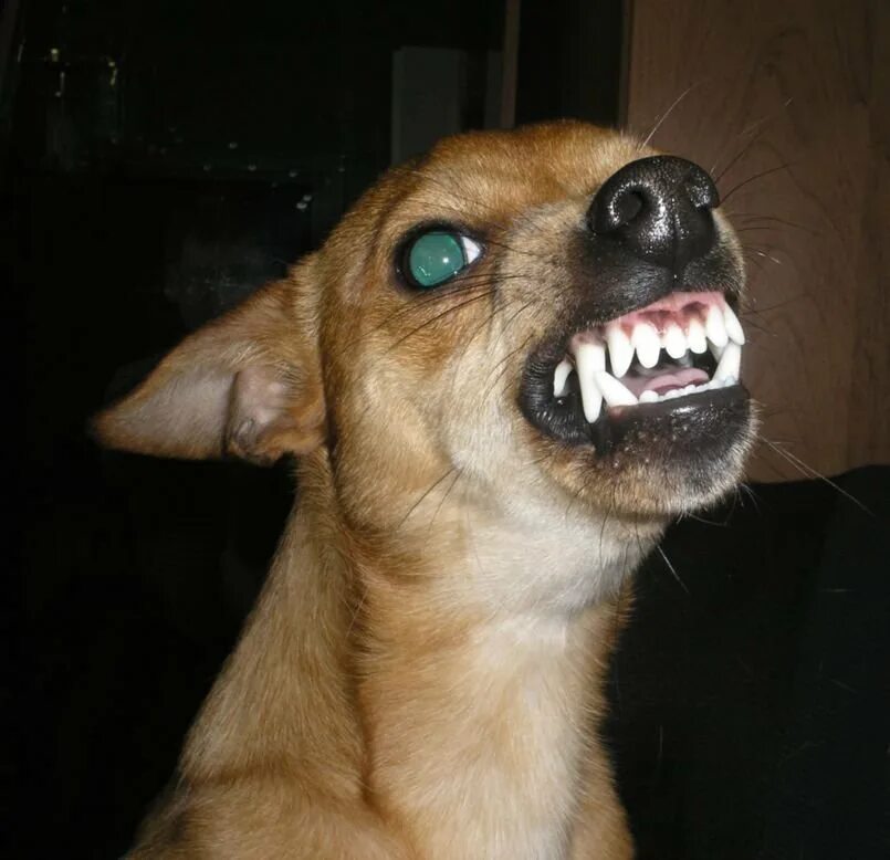Злая собака. Злая собака. Злые собаки зубы. Собака овчарка немецкая злая. Собачий оскал.