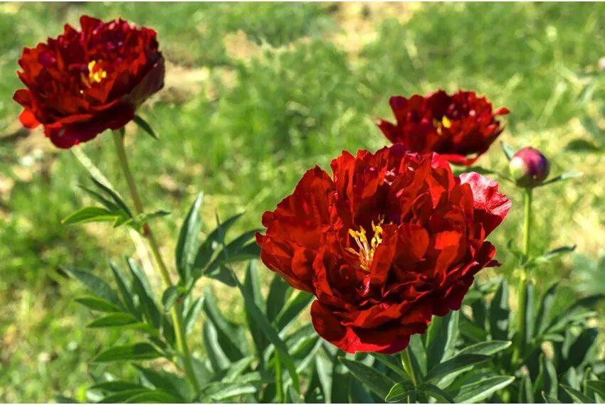 Ред глори. Пион ред Глори. Ред Глори(Red Glory) пион. Пион ред Глори Paeonia Red Glory. Пион ред Энсайн.