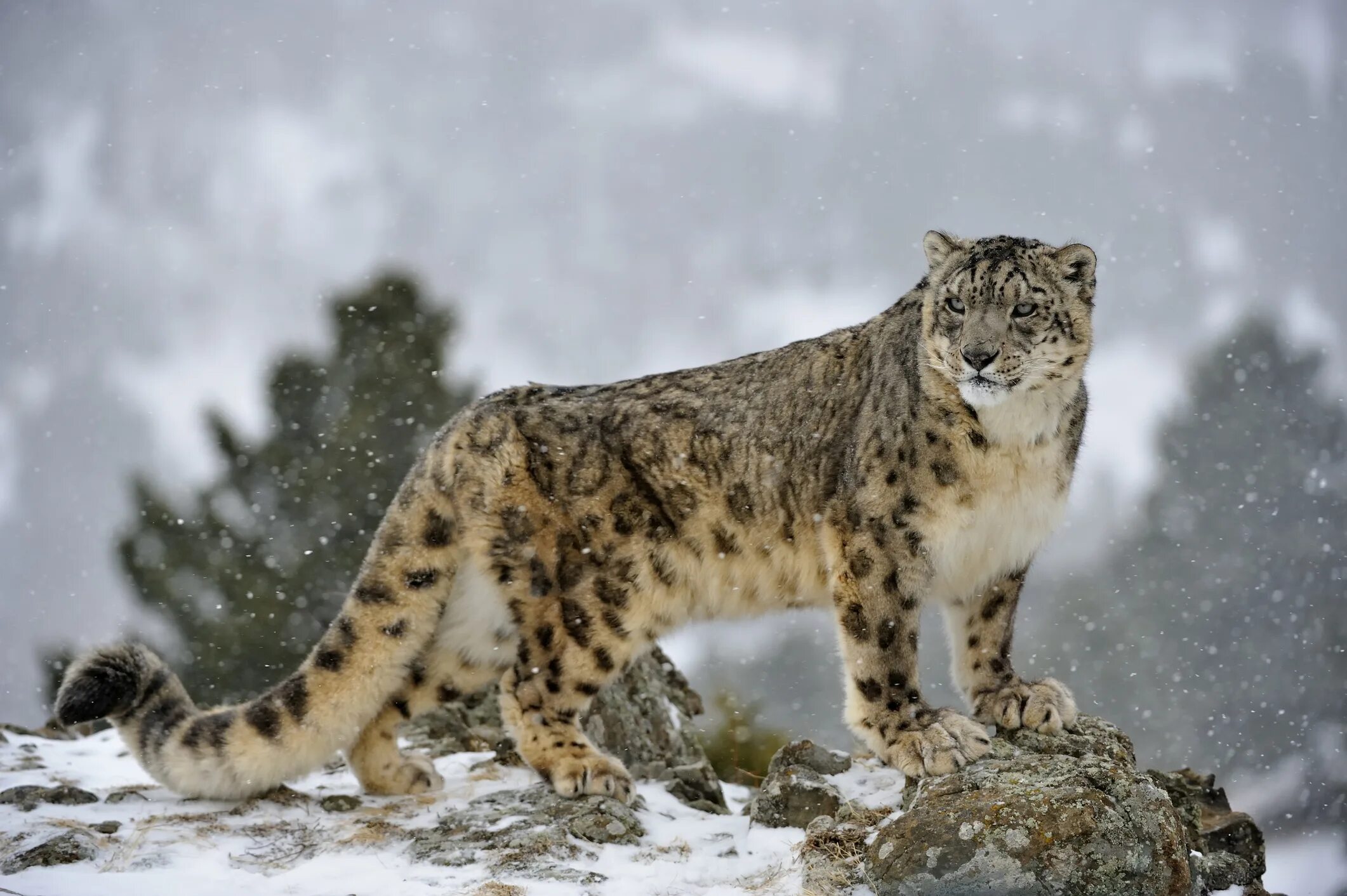 Ирбис красная книга. Снежный Барс леопард Snow Leopard Ирбис. Монгун-Тайга Ирбис. Снежный Барс Ирбис красная книга. Книга россии снежный барс