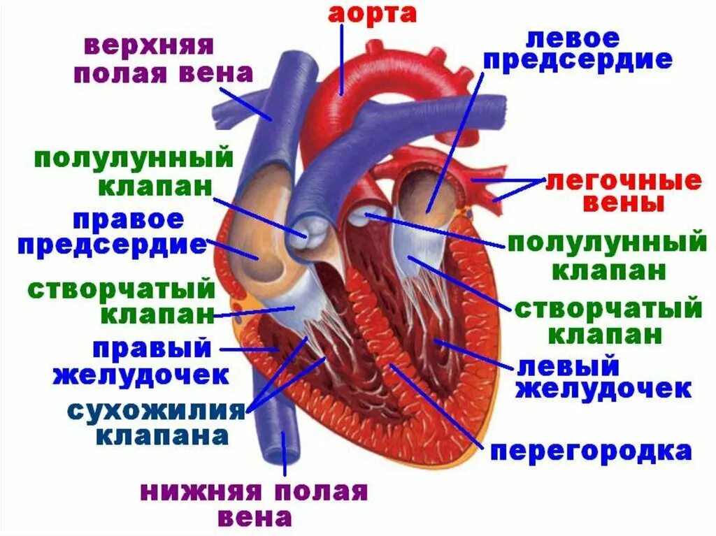 Строение клапанов сосудов сердца. Строение клапанов сердца человека анатомия. Сердце анатомия полулунные клапаны. Строение сердца легочный клапан. 3 в правое предсердие впадает