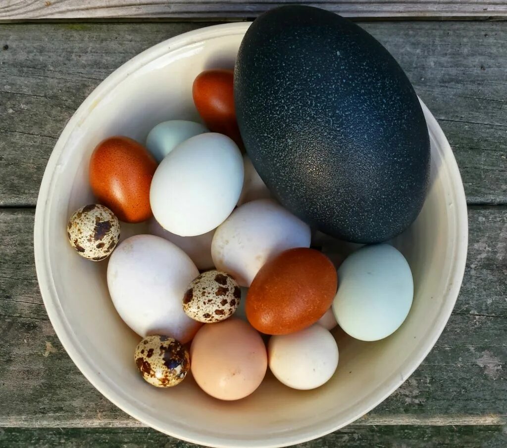 Пестрые яйца. Яйцо. Яйца птиц. Яйца разные. Необычные куриные яйца.