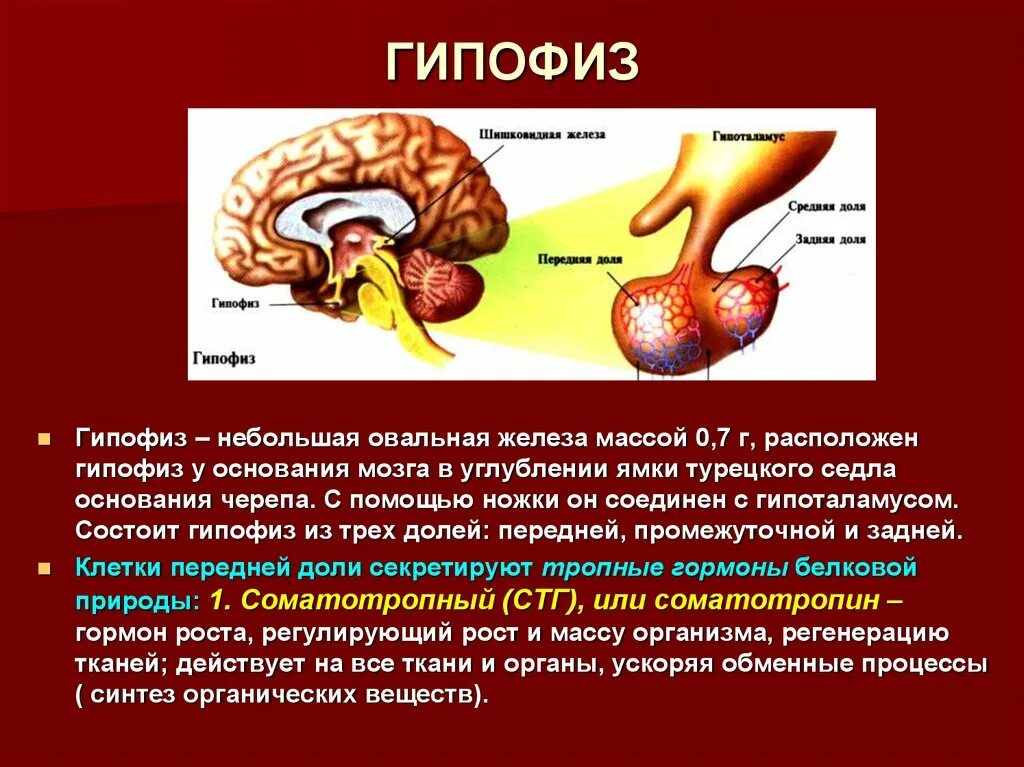 Гипофиз в каком мозге. Гипофиз – расположение, доли. Гормоны гипофиза.. Гипофиз местоположение строение железы. Гипофиз строение функции гормоны. Гипофиз мозга строение и функции.