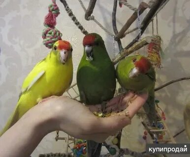 Корелла и какарик в одной клетке