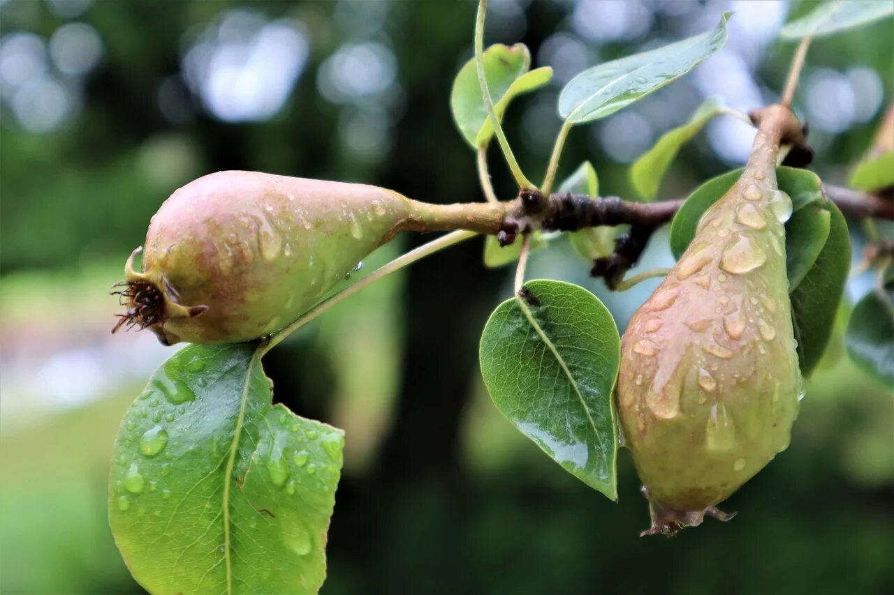 Груша лохолистная дерево. Груши нэши. Сорванные с дерева груши. Груша в саду. Съедобный сад.
