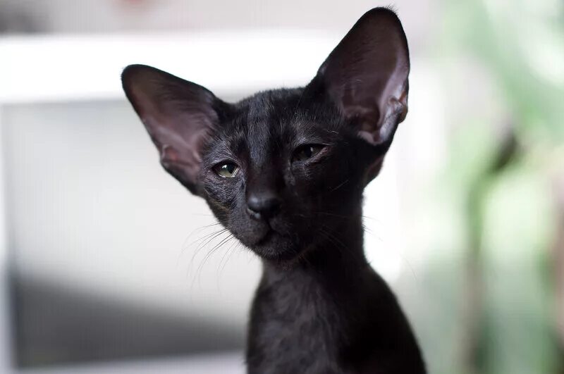 ориентал котенок. ориентал каштановый. ориентал котенок. ориентальный кот. ориентальный кот.