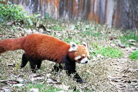 States panda