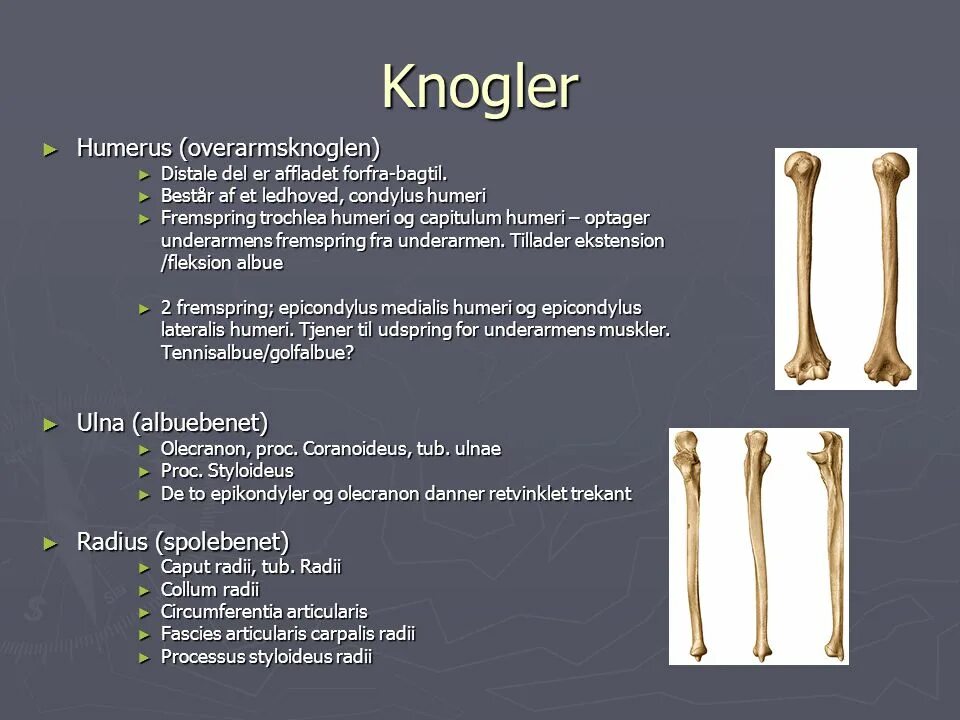 Ulna переходник. Кость предплечья. Локтевой отросток олекраном. Tuberositas pronatoria. Radius анатомия.