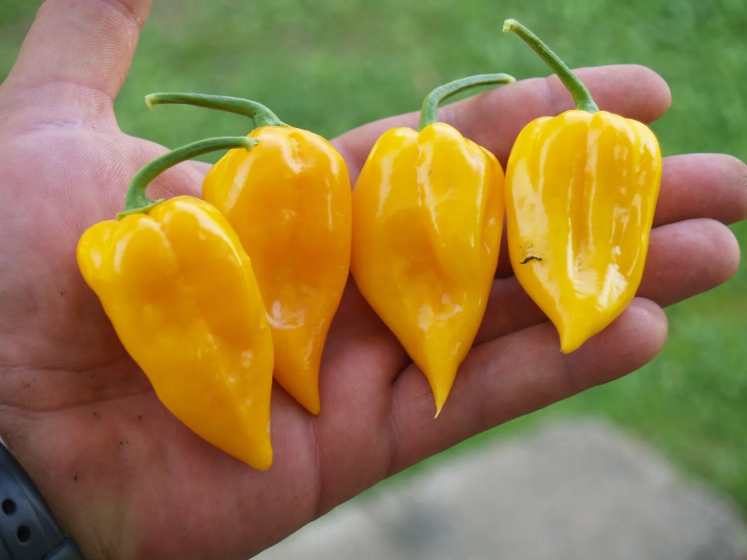 Желтые сорта сладкого перца. Острый перец Raja Mirch Yellow. Перец Naga Morich Orange.. Naga Yellow перец. Острый перец Raja Mirch Yellow 5.