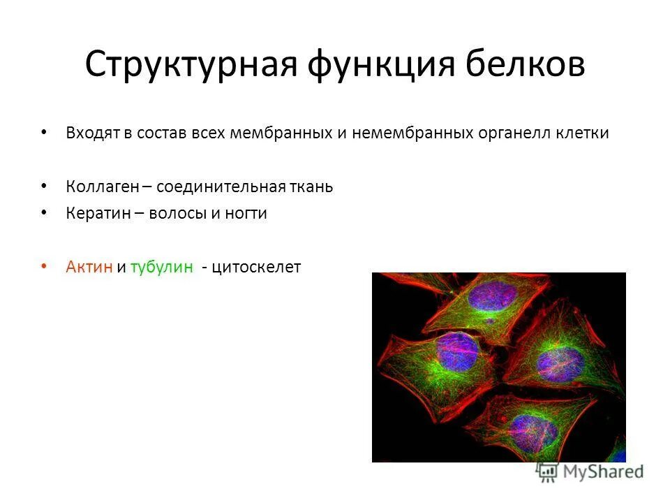 Строительная функция белков примеры. Ферментативно каталитическая функция белков. Разнообразие белков в живой природе. Цель изучения белков. Функциональное разнообразие.