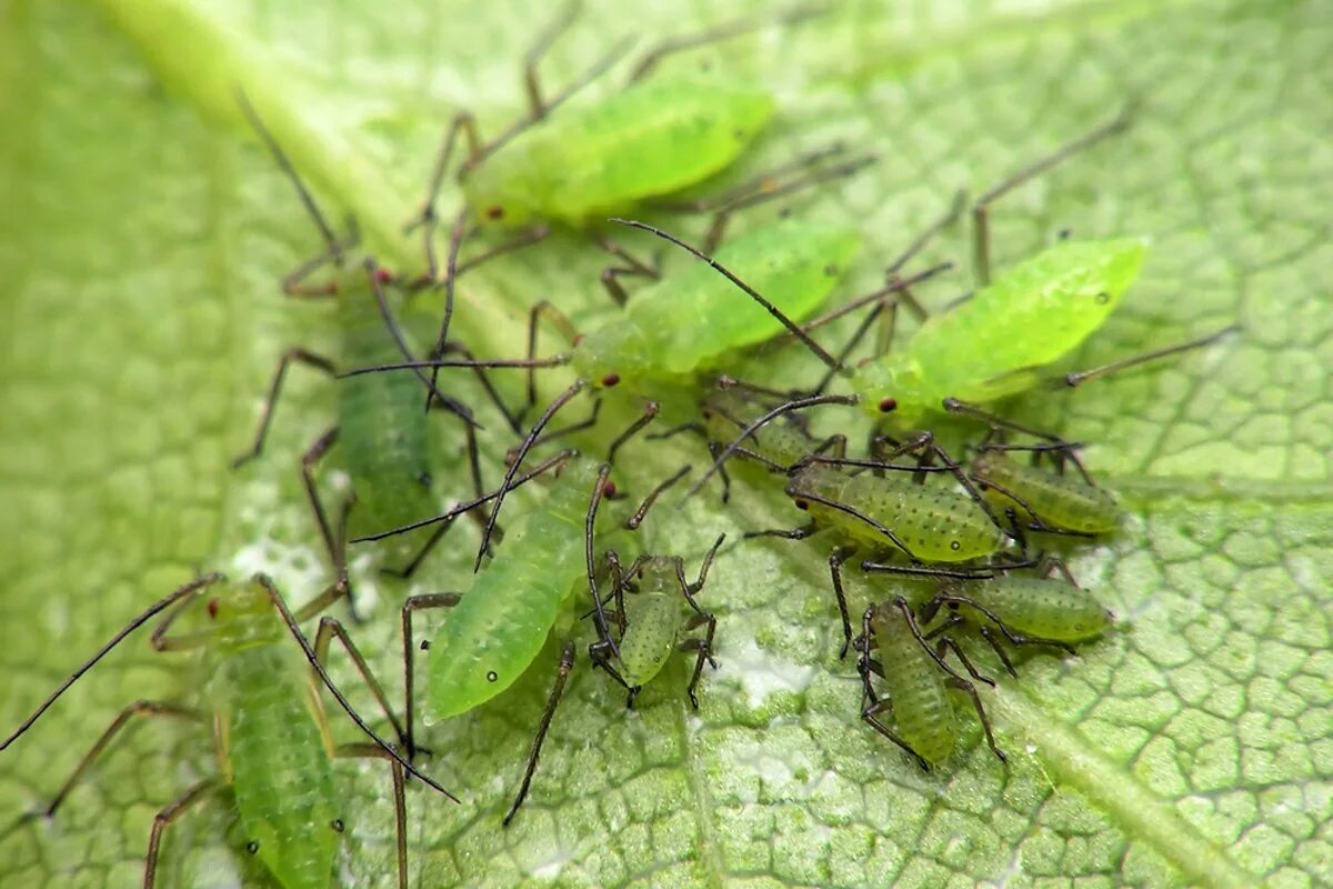 Зеленая розанная тля (macrosiphum rosea. Зеленые букашки на деревьях. Древесный клоп щитник. Капустная тля. Зеленая мушка на деревьях.