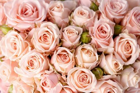 Роза, Крупный План, Земля/природа, Розовый Цветок, Розовая Роза, Флауэрсы -...