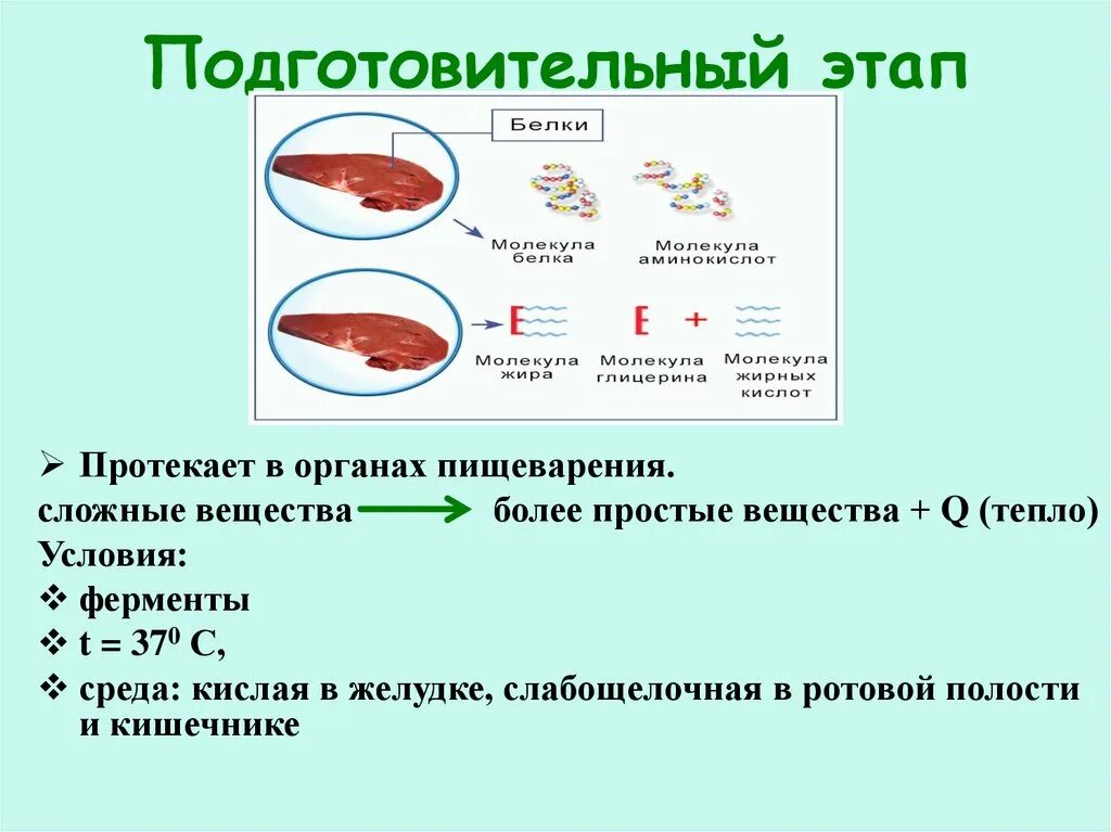 На подготовительном этапе обмена происходят. Этапы обмена веществ и энергии в организме. Стадии обмена веществ. Этапы преобразования энергии в организме.