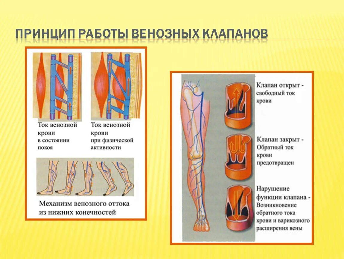 Клапаны в венах нижних конечностей. Строение вен нижних конечностей клапаны. Венозный клапан нижних конечностей. Расположение клапанов в венах нижних конечностей. Клапаны имеют артерии и вены