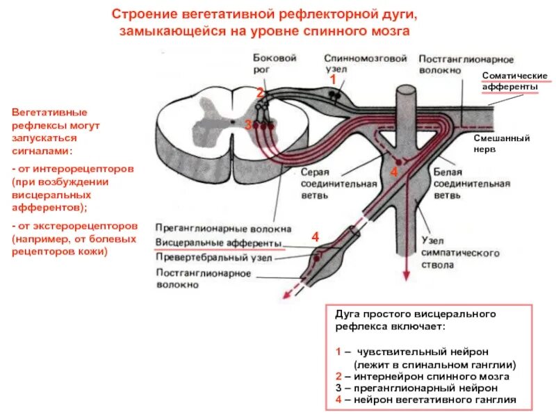 Уровне спинного мозга замыкаются рефлекторные дуги рефлексов:. Спинальный ганглий в рефлекторной дуге. Ганглии вегетативной нервной. Строение нервного узла.