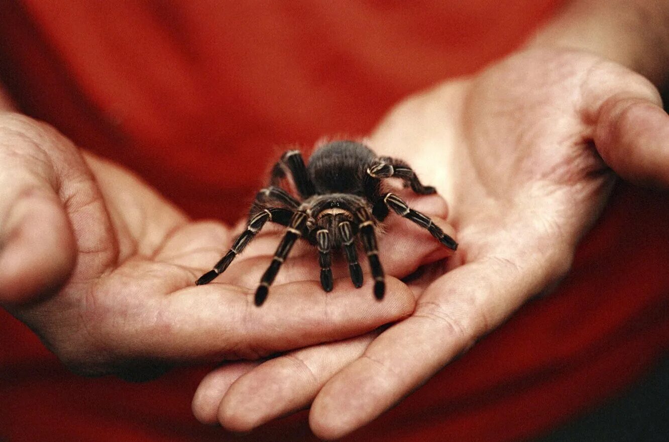 Паук домашнее животное. Тарантулы Арахнофобия. Пауки домашние питомцы. Домашний паук на руке. Тарантул на руке человека.