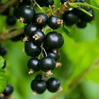 Средние сорта смородины