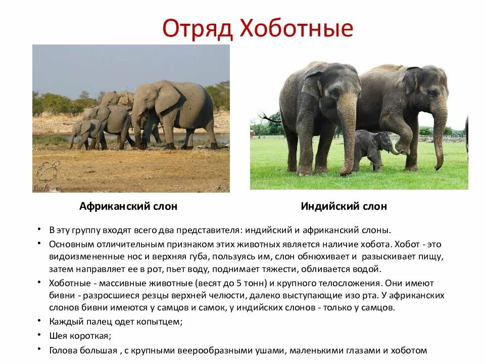 Особенности строения хоботных. Семейства хоботных. хоботные (млекопитающие) хоботные. отряды млекопитающих хоботные. отряд хоботные представители.