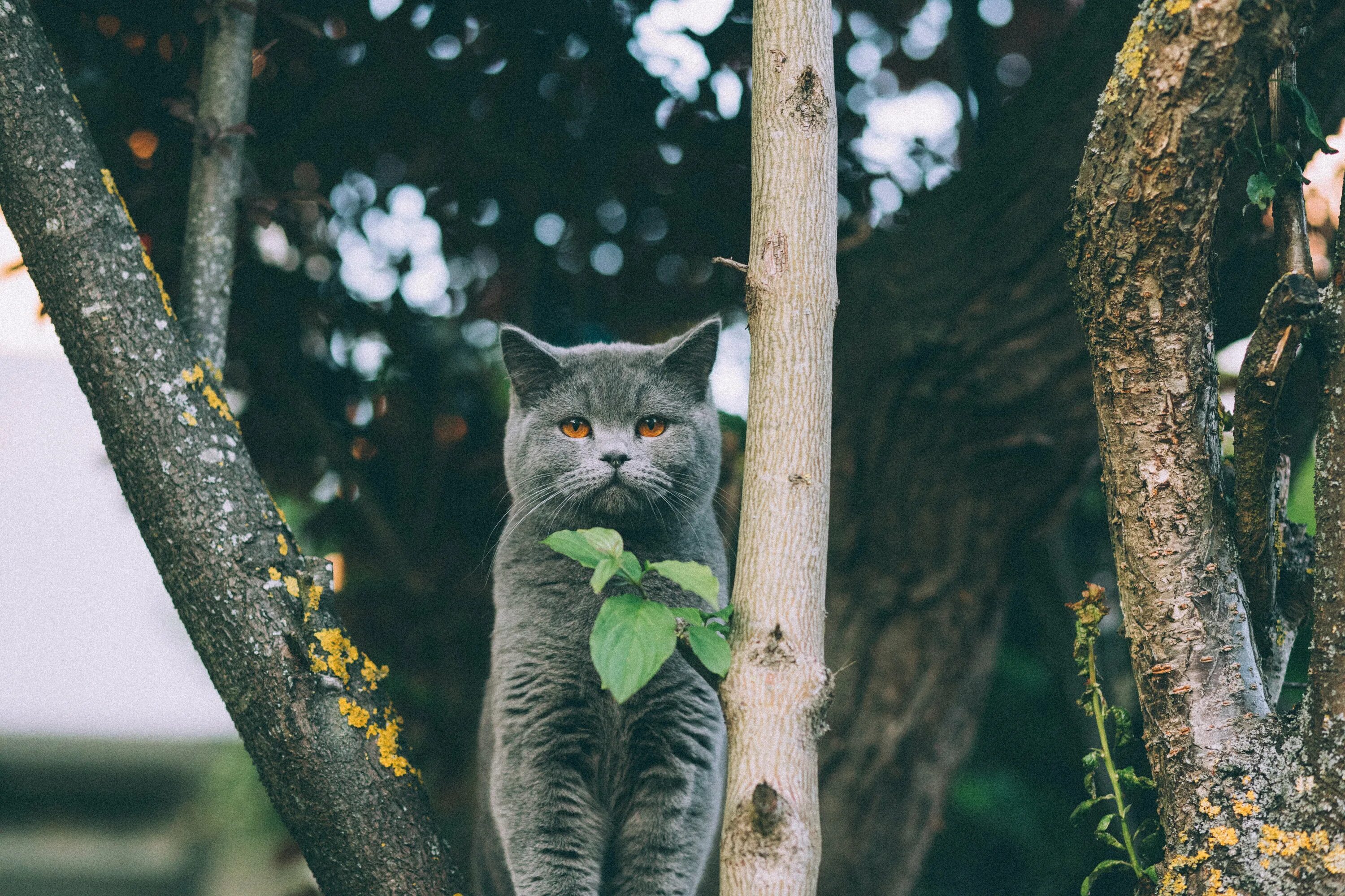 Cats site