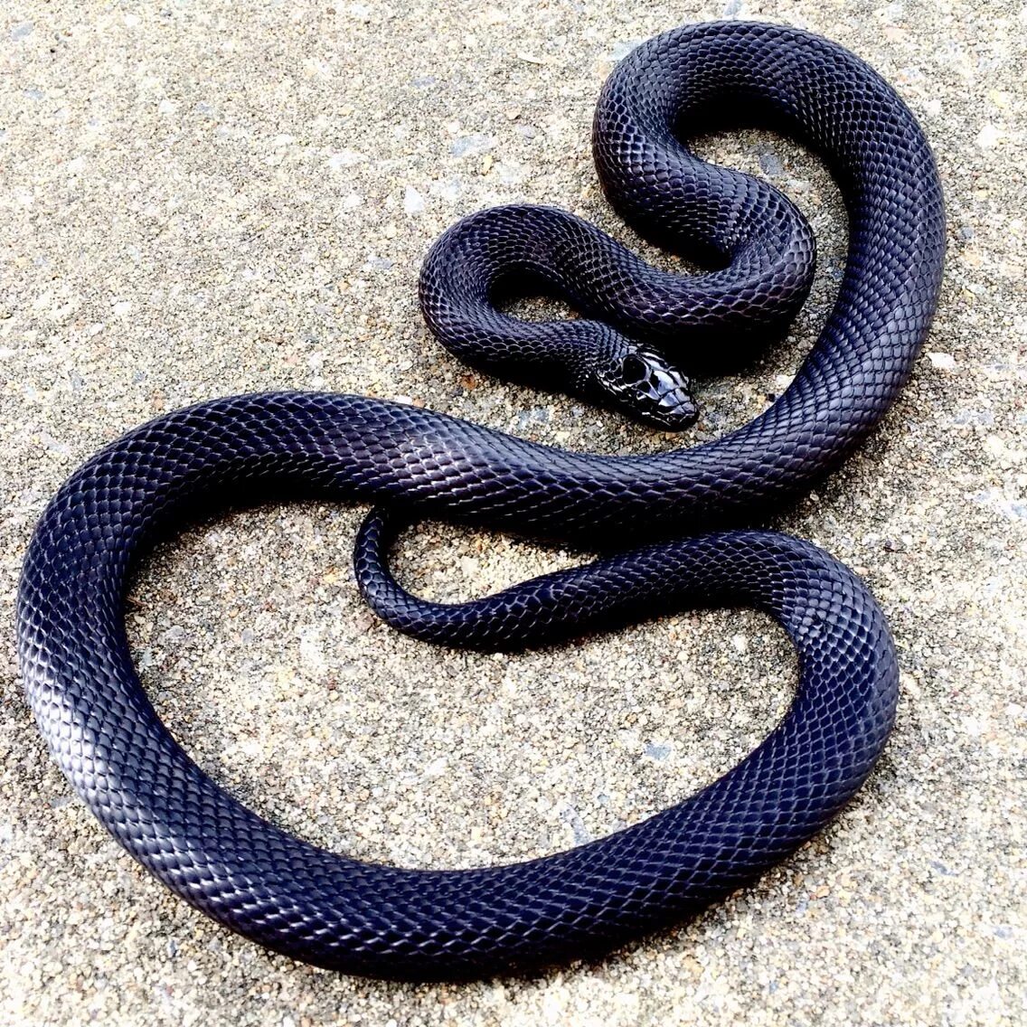 Черный аспид змея. Гадюка мамба. Гадюка никольского (vipera nikolskii). Черный полоз змея. Гадюка мамба.