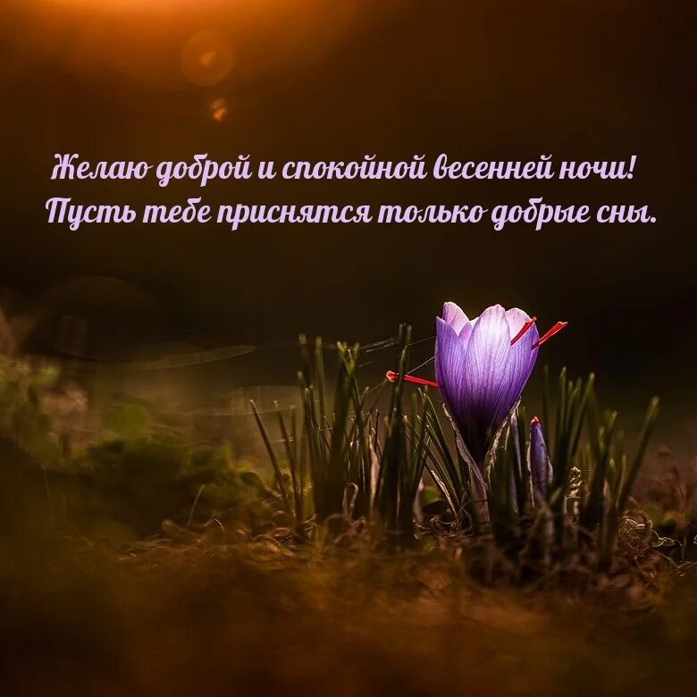 Открытка спокойной ночи приятных. Спокойной ночи картинки весенние. Спокойной ночи картинки красивые. Картинки спокойной весенней ночи любимая. Спокойной ночи.