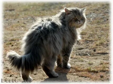 Включи кошки кошары