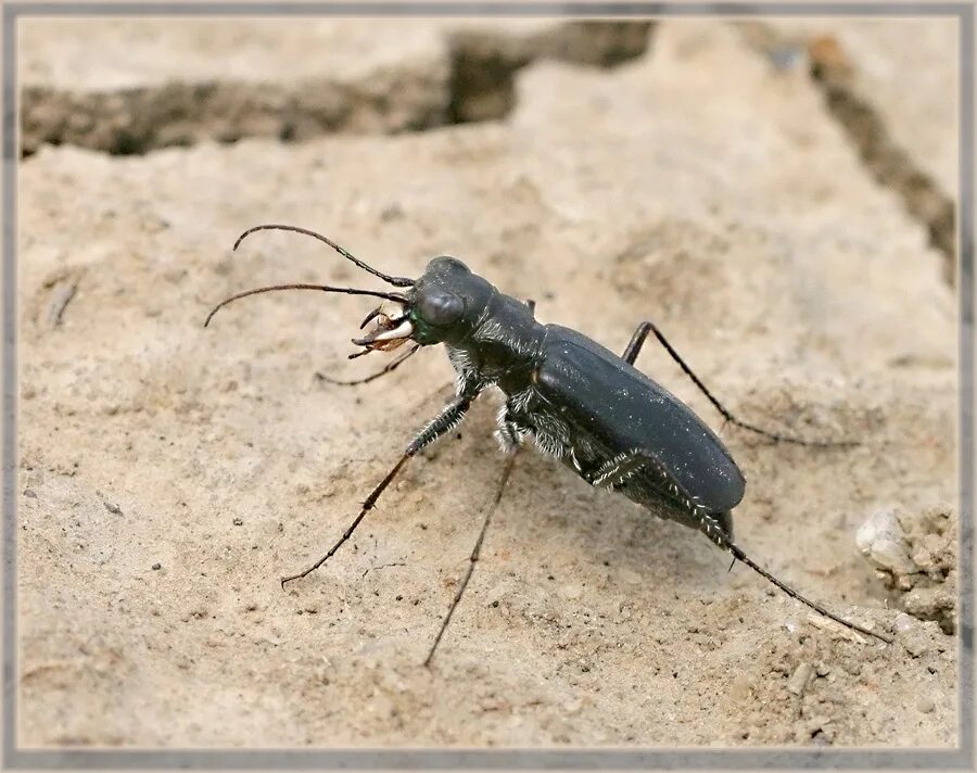 Охотник за жуками. Cephalota atrata. Скакун черный Жук. Скакун чёрный насекомое. Древние жуки.